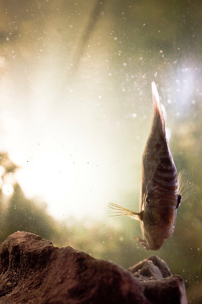 IMAGE: http://alexander-gardner.smugmug.com/Als-Shots/Seven-Days/Seven5-AlexGardner-100222-02/794348754_VdEtG-L.jpg