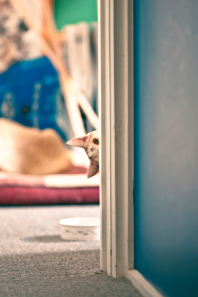 IMAGE: http://alexander-gardner.smugmug.com/Als-Shots/Today/Today-AlexGardner-100225-01/796695202_EousR-L-1.jpg