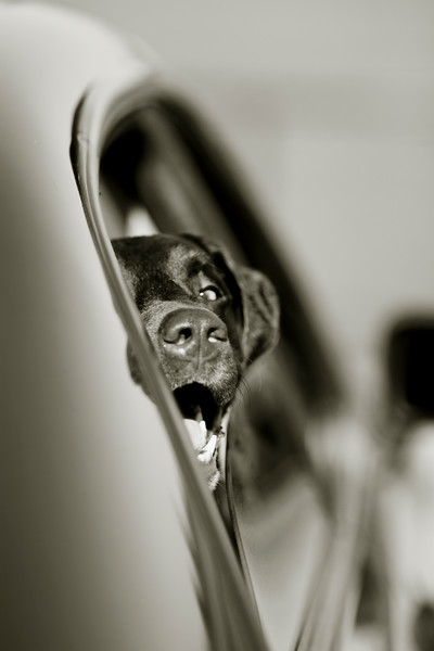 IMAGE: http://alexander-gardner.smugmug.com/Als-Shots/Today/Today-AlexGardner-100225-07/796695071_tgwGc-L-1.jpg