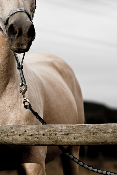 IMAGE: http://alexander-gardner.smugmug.com/Als-Shots/Waiting-for-the-farrier/PaddocksJohn-AlexGardner/798026657_FtiKu-L-1.jpg
