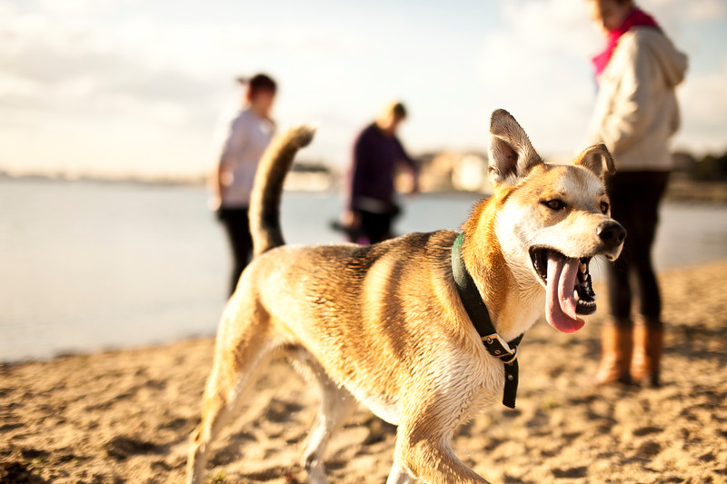 IMAGE: http://alexander-gardner.smugmug.com/Animals/Brighton-Beach/Dogsonbeach-AlexanderGardner/902807212_M8NUL-L.jpg