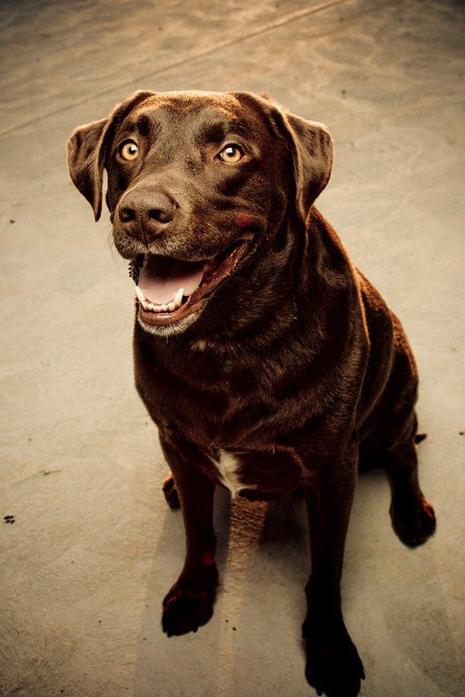 IMAGE: http://alexander-gardner.smugmug.com/Me-and-Mine/The-Boys-Kody-Pokie/Memine-AlexGardner-091220-02/745359600_tVrqh-XL.jpg