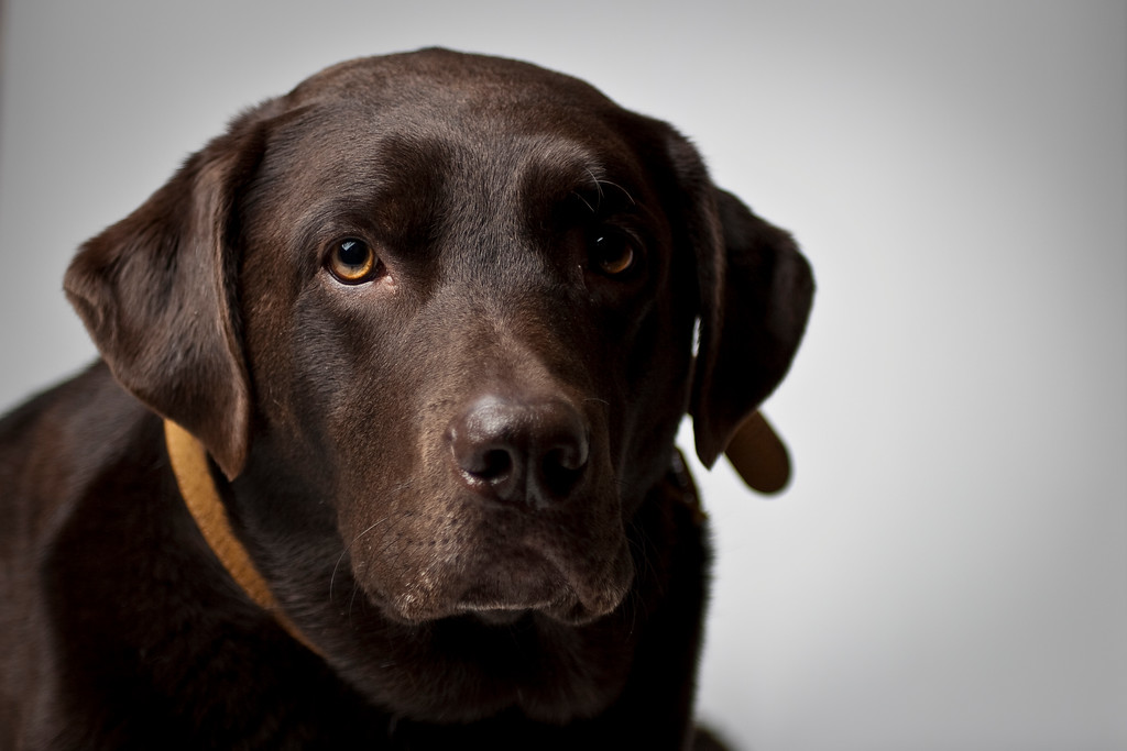 IMAGE: http://alexander-gardner.smugmug.com/photos/554527679_jZoVU-XL.jpg